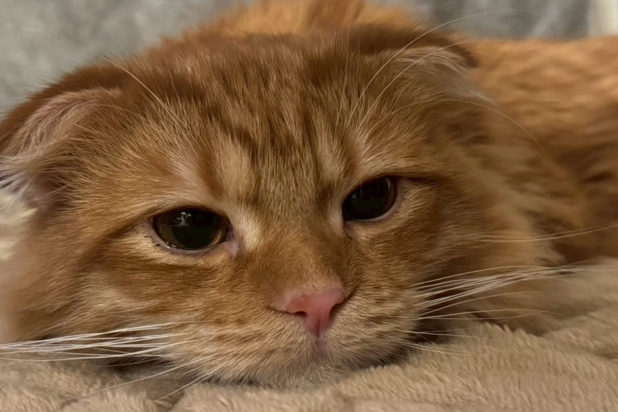 ペットとの暮らしのススメ